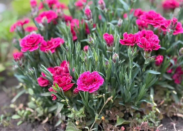 صورة شقة Kamilla Vendeghaz Mád