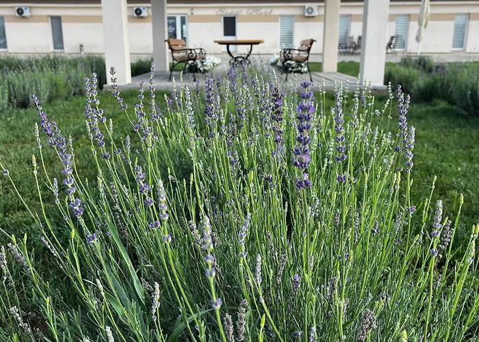 Ezüst Mező Vendégház Nagyecsed képek