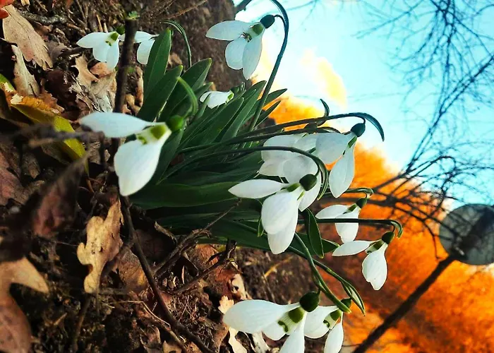 Rókabérc Vadászház Hotel Erdőbénye foto